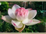 PRETTY LOTUS FLOWER