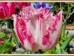 PRETTY TULIP