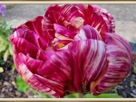 BEAUTIFUL TULIP