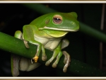 LOVELY FROG