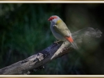 RED BROWED FINCH