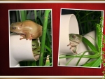 FROG COLLAGE