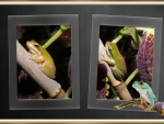 FROG COLLAGE