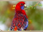 CRIMSON ROSELLA