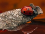 Ladybug