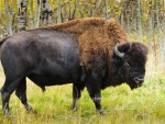 Wood Bison