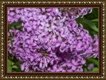 LOVELY LILACS
