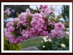 PRETTY LILACS