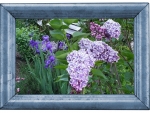 LILAC FLOWERS