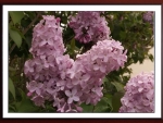 LILAC BLOSSOMS