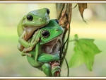 PAIR OF FROGS