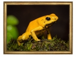 YELLOW FROG