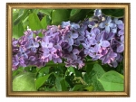 FRAMED LILACS