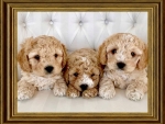 CUTE PUPPIES