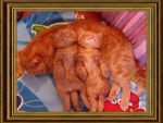 GINGER CATS