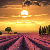 Tuscany Wonderful Sunset Over Lavender Fields Italy