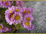 PINK MUMS