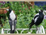 MAGPIES IN THE GARDEN