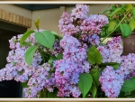 STUNNING LILACS
