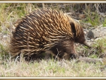 ECHIDNA