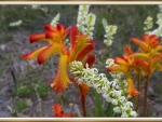 KANGAROO PAWS