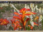 KANGAROO PAW