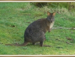 CUTE PADEMELON MUM AND BUB