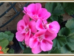 PINK GERANIUMS