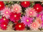 PIGFACE FLOWERS