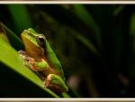 EASTERN SEDGE FROG
