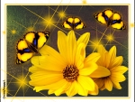 BUTTERFLIES AND DAISIES