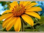 BEAUTIFUL YELLOW FLOWER