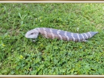 BLUE TONGUE LIZARD