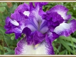 LOVELY IRIS