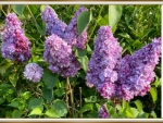 PRETTY LILACS