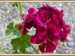 PRETTY GERANIUM