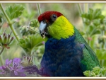 RED CAPPED PARROT