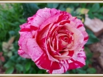 BEAUTIFUL ROSE