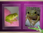 FRAMED FROGS