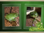 FRAMED FROGS