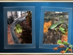 FRAMED FROGS