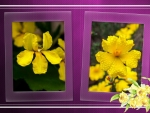 FRAMED FLOWERS