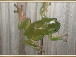 FROG ON A FENCE