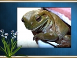 FRAMED FROG