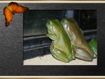 FRAMED FROGS