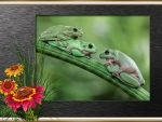 FRAMED FROGS