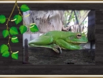 FRAMED FROG
