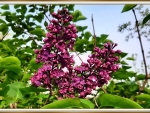 PRETTY LILACS