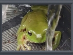 GREEN FROG