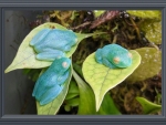 THREE CUTE FROGS